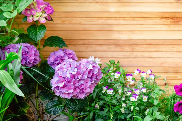 Hydrangea Pansies Background Wooden Fence Hydrangea Macrophylla Purple Hortensia Flower — Stock Photo, Image