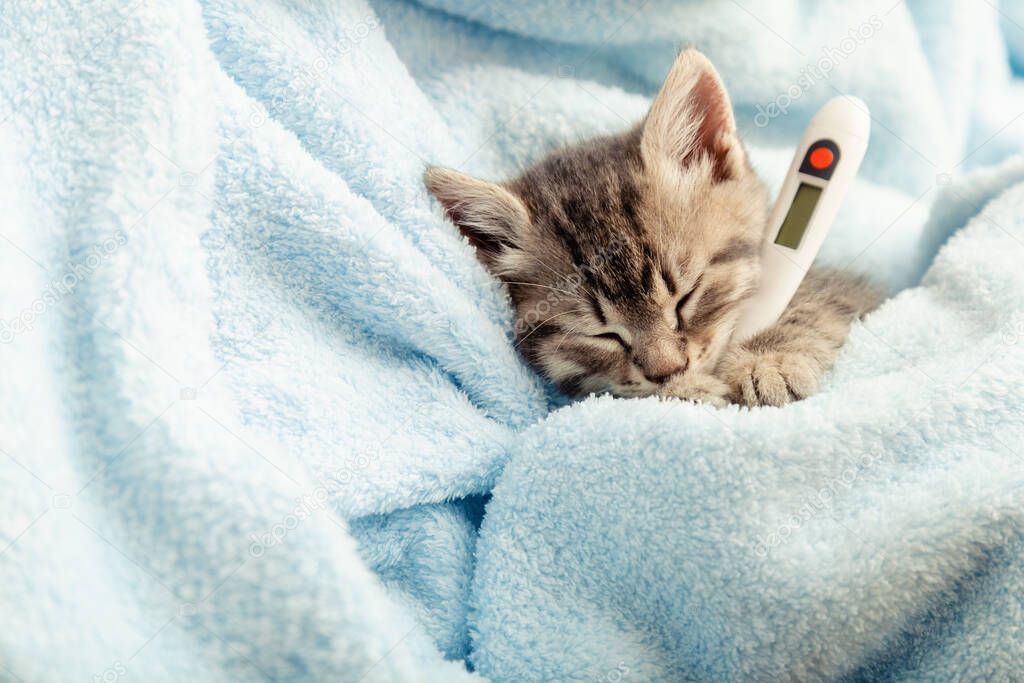 Beautiful tabby kitten measures temperature by thermometer.Little ill baby cat lies in plaid. Vet, veterinary clinic and veterinarian medicine for pets cats, animal children healthcare copy space