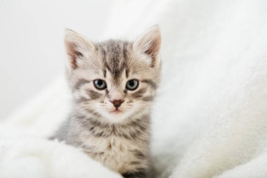 Yavru kedi. Güzel pofuduk gri kedi yavrusunun portresi. Kedi, hayvan bebek. Büyük gözlü İngiliz mavi kedisi bej ekose üzerinde oturur ve kameraya bakar..