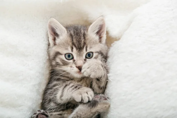 被剥光衣服的小猫咪用爪子玩耍 美丽毛茸茸的灰色小猫的肖像 动物宝宝 小猫躺在白色的格子布上 看着镜头 — 图库照片