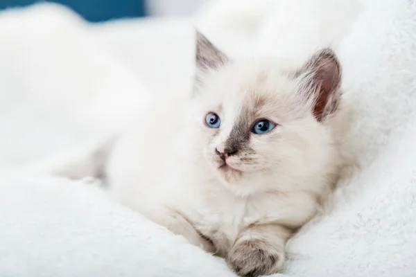 고양이 아름다운 솜털흰 고양이의 고양이 고양이 — 스톡 사진