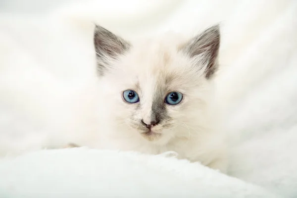 Mavi Gözlü Beyaz Kedi Yavrusu Güzel Pofuduk Beyaz Kedi Yavrusunun — Stok fotoğraf