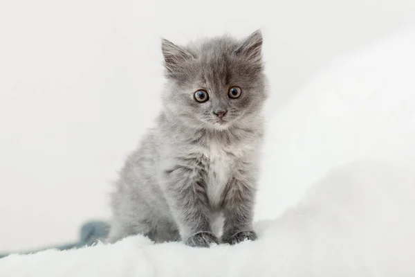 Gatito Retrato Hermoso Gatito Gris Esponjoso Gato Bebé Animal Gatito —  Fotos de Stock