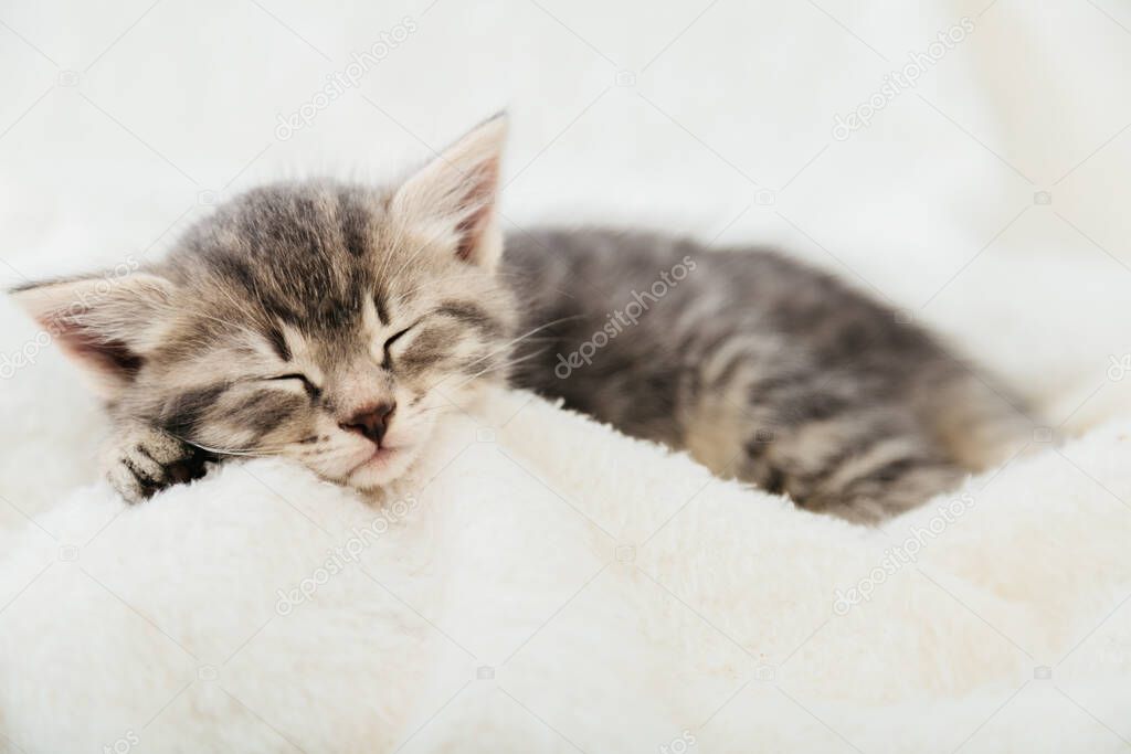 Striped tabby kitten sleeping on white fluffy plaid Closeup. Portrait with paw of beautiful fluffy gray kitten. Cat, animal baby, kitten lies in bed