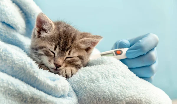 Eldivenli veteriner sıcaklığı ölçer kedi, tekir kedicik, mavi ekoseli küçük hasta bebek kedi. Veteriner kliniği ve hayvanlar için veterinerlik, kediler ve hayvanlar için veterinerlik ilaçları.