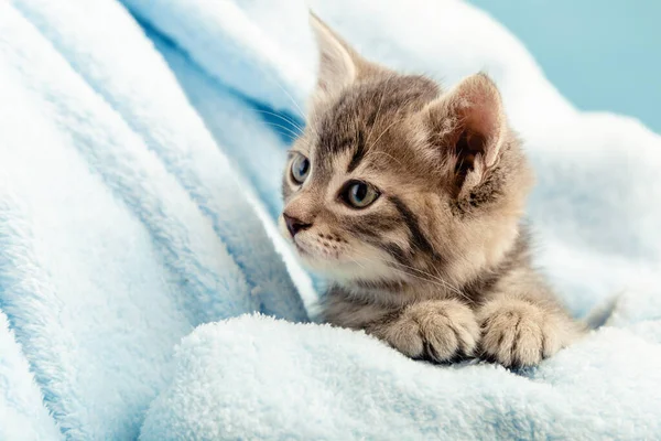 Kittenportret Met Pootjes Ccute Tabby Kitten Blauwe Ruitjes Ziet Zijwaarts — Stockfoto