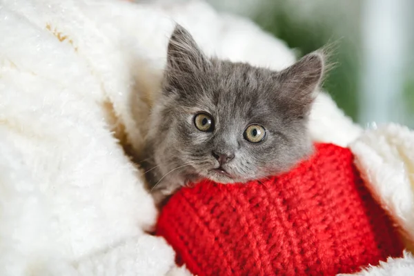Retrato Christmas Kitten Maceta Roja Lindo Gatito Gris Sobre Cuadros —  Fotos de Stock
