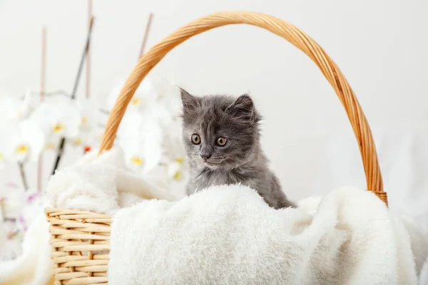 Gatinho Retratado Gatinho Cinza Bonito Sentado Cesta Xadrez Branco Como — Fotografia de Stock