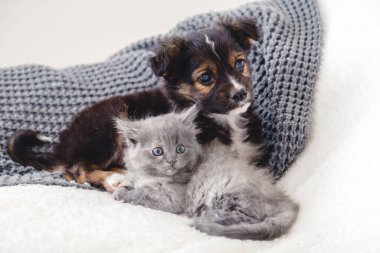 Yavru kedi ve yavru köpek. İki küçük hayvan grubu yatakta yan yana yatıyor. Üzgün gri kedi yavrusu ve siyah köpek yavrusu evde tek başına beyaz battaniyenin üzerinde. Kedi köpek arkadaşlar. Güzel hayvan çocuklar..