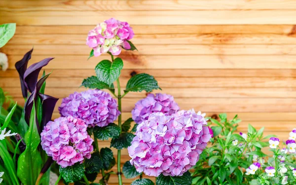 Hydrangea and pansies on background of wooden fence. Hydrangea macrophylla, purple hortensia flower bush copy space. Home flowers on balcony, garden veranda modern terrace.Home gardening, houseplants — Stock Photo, Image