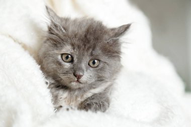 Pençeli kedi portresi. Beyaz ekoseli şirin gri kedi yavrusu. Yeni doğmuş kedi yavrusu, evcil hayvan yavrusu. Ev hayvanı. Sıcak ev kış Noel 'i