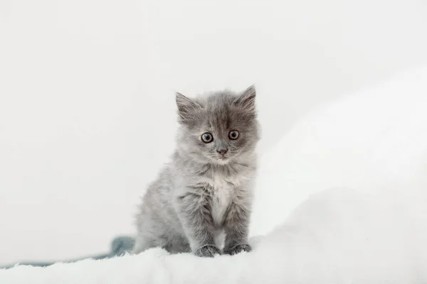 Kotě Portrét Krásného Načechraného Šedého Koťátka Cat Zvířátko Britské Modré — Stock fotografie