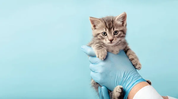 Kedi veteriner muayenesi. Doktorun elindeki çizgili gri kedi mavi arka planda. Yavru hayvan kontrolü, veteriner hayvan kliniğinde aşı. Sağlık hizmetleri yerli hayvan. Uzun web afişi.