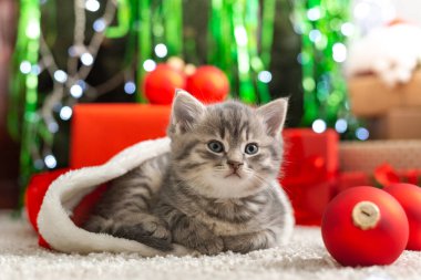 Noel Kedisi. Kırmızı Noel Baba şapkalı küçük, güzel bir kedi yavrusu. Kırmızı hediye kutuları, süslemeler ve evde Noel ağacı var. Noel rahat evi.
