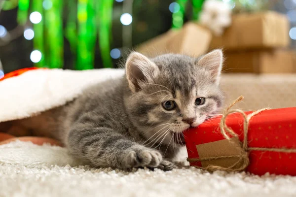 Noel kedisi hediye kutusuyla oynuyor. Noel Baba şapkalı, Noel hediyesi kutularının, dekorasyonların, Noel ağacının yanındaki güzel, küçük tekir kedicik. Mutlu yıllar evcil hayvan.