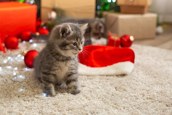 Julekat Lege Med Røde Kugler Smuk Lille Tabby Killing Nær - Stock-foto