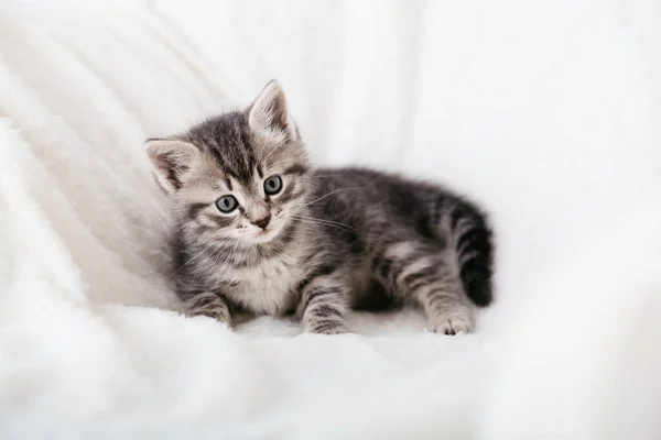 Gatito Retrato Hermoso Gatito Gris Esponjoso Gato Bebé Animal Gatito — Foto de Stock