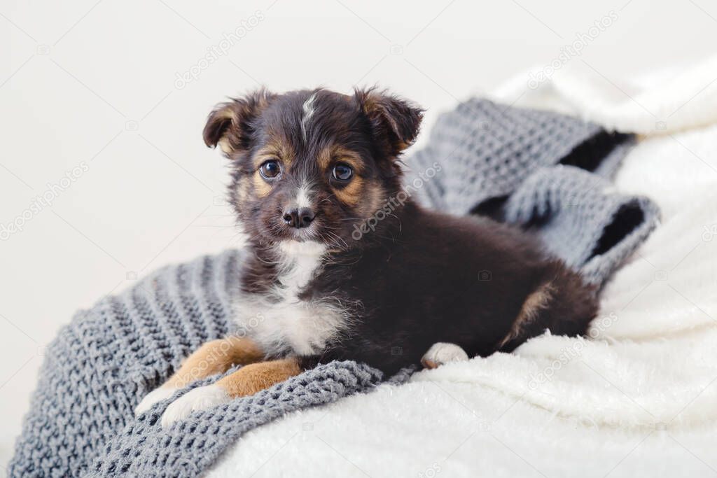 Puppy misses owners at home alone. Toy terrier puppy lying on blanket on bed. Dog lies on sofa at home looks at camera. Portrait cute young small black dog resting in cozy home. White gray background.