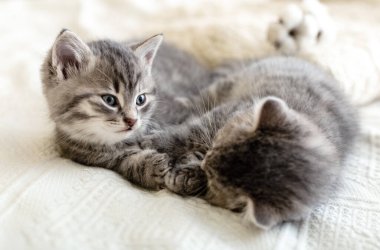 Sevimli tekir kediler birlikte uyuyorlar. Sevgililer Günü 'nde aşık güzel kediler. Çocuklar hayvan kedi ve rahat ev konsepti. Ev hayvanları. Hayvan bakımı..