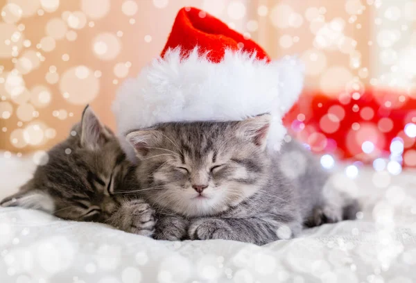 Lindos gatitos tabby durmiendo juntos en el sombrero de Navidad con luces de nieve borrosas. Sombrero de Papá Noel en el bonito gato bebé. Gatos de Navidad. Casa mascotas disfrazadas en Año Nuevo Navidad. —  Fotos de Stock