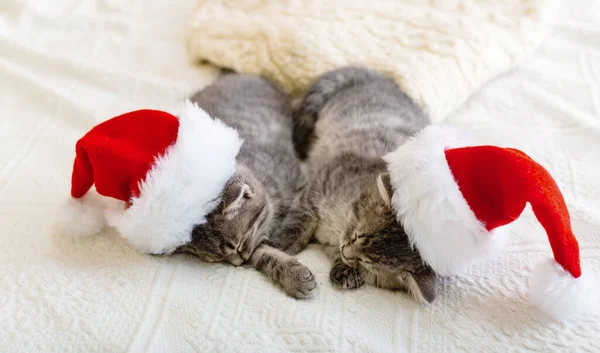 Gatos de Navidad. Lindos gatitos tabby durmiendo juntos en sombreros de Navidad. Sombreros de Papá Noel en el bonito gato bebé. Niños animal kitty y acogedor concepto de hogar. Mascotas caseras en Año Nuevo y Navidad —  Fotos de Stock