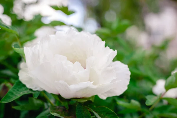 Beautiful Blooming white peony flower on bush in garden in spring. A beautiful tree peony during flowering. Gardening flowers blooming Paeonia suffruticosa — Stock Photo, Image