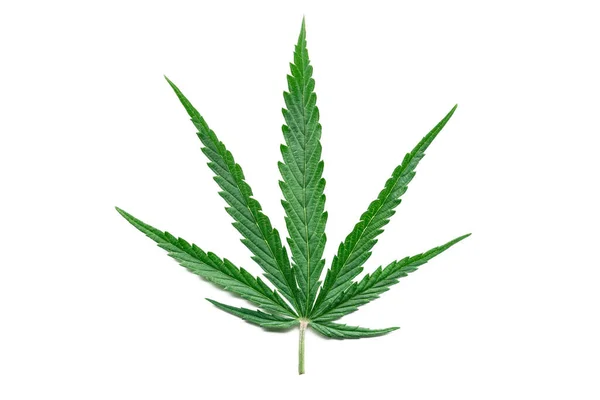 Zielony liść konopi izolowany na białym tle. Hoduję leczniczą marihuanę. Roślina marihuany. Konopie Sativa. Zioło. — Zdjęcie stockowe