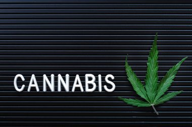 Esrar metinleri ve siyah çizgili arka planda yeşil kenevir yaprağı. Tıbbi marihuana bitkisi. Kenevir Sativa. Boşluğu kopyala. Ot yasallaştırma.