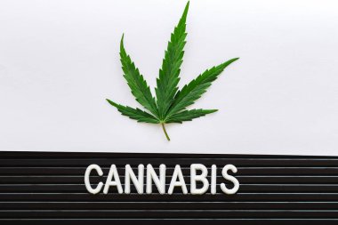 Esrar metinleri ve beyaz ve siyah çizgili arka planda yeşil kenevir yaprağı. Tıbbi marihuana bitkisi. Kenevir Sativa otu yasallaştı. Boşluğu kopyala