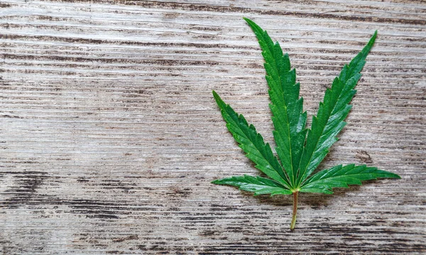 Cannabis Weed ganja zielony liść konopi na starym tle drewna z miejsca kopiowania. Medyczna marihuana Cannabis Sativa. Zioło zalegalizować koncepcję palenia narkotyków. — Zdjęcie stockowe