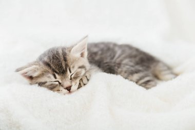 Çizgili tekir kedicik beyaz pofuduk ekose üzerinde uyuyor. Güzel pofuduk gri kedi yavrusunun pençeli portresi. Kedi, hayvan bebek, kedi yavrusu yatakta yatıyor.