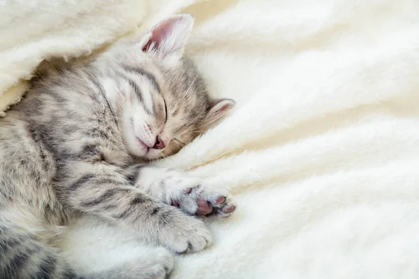 Gattino Strisce Grigie Bellissimo Gattino Strisce Dorme Morbido Plaid Beige — Foto Stock