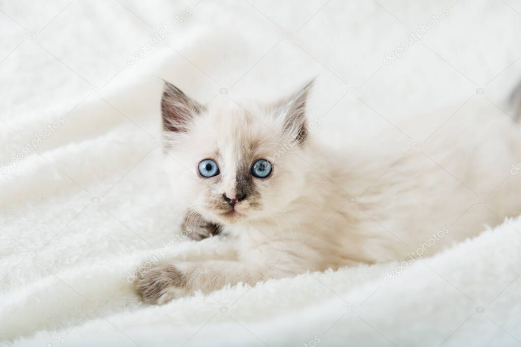 White kitten with blue eyes. Portrait of beautiful fluffy white kitten. Cat, animal baby, kitten with big eyes sits on white plaid and looking in camera.