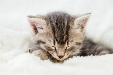 Çizgili tekir kedicik beyaz pofuduk battaniyenin üzerinde uyuyor. Güzel pofuduk gri kedi yavrusu portresi. Kedi, hayvan bebek, kedi yavrusu beyaz ekose üzerinde yatıyor. Yakın çekim..