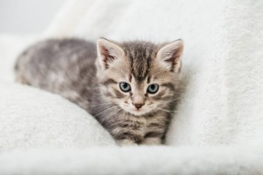 Yavru kedi. Güzel pofuduk gri kedi yavrusunun portresi. Kedi, hayvan bebek. Büyük gözlü İngiliz mavi kedisi bej ekose üzerinde oturur ve kameraya bakar..