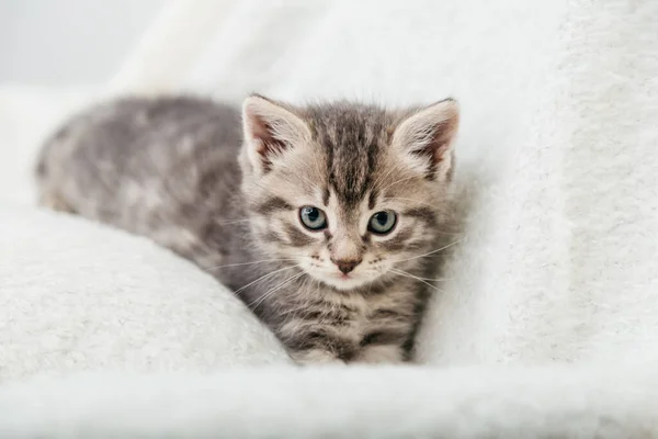 Kattunge Porträtt Vacker Fluffig Grå Kattunge Katt Djurbarn Brittisk Blå — Stockfoto