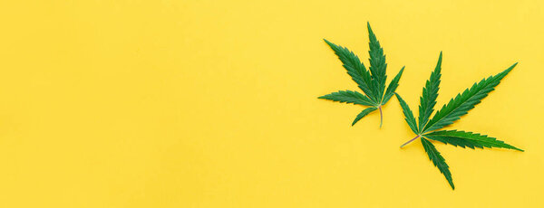 Зеленый лист конопли на желтом фоне. Медицинское растение марихуаны. Конопля Сатива. Trendy long web banner with copy space. Легализация травы