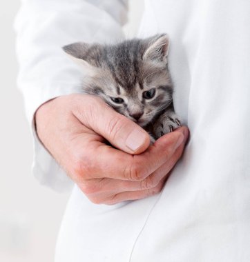 Doktor üniformasının cebindeki kedi el ele tutuşuyor. Doktor veteriner hasta kedi yavrusunu muayene ediyor. Veteriner kliniğindeki yavru kedi. Kediler için veteriner ilacı. Kedi yavruları hayvan portresi. Hayvanları sev.