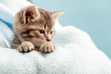 Pençeli kedi portresi profil görünümlü soru işareti ile yan yana. Mavi ekoseli şirin tekir kedicik. Yeni doğmuş kedi yavrusu, evcil hayvan yavrusu. Ev hayvanı. Kopyalama alanı olan yakın plan portresi.