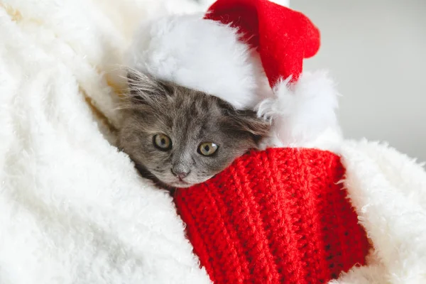 Kočičí Portrét Vánočním Klobouku Santy Roztomilé Šedé Kotě Bílých Červených — Stock fotografie