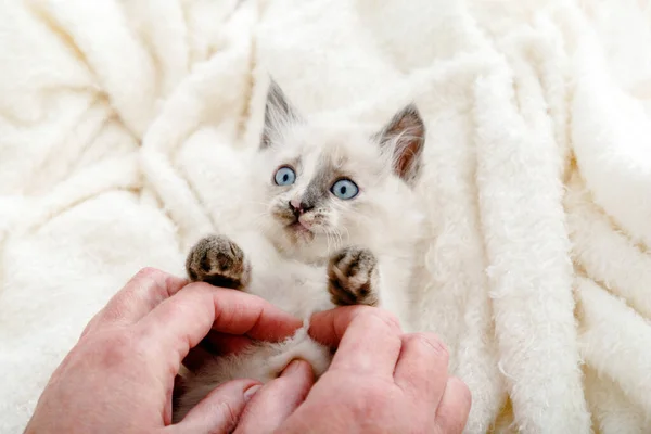 Gatinho Branco Bonito Com Olhos Azuis Nariz Manchado Encontra Jogar — Fotografia de Stock