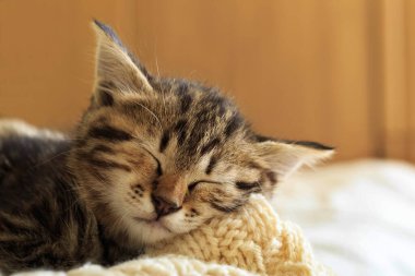 Kahverengi çizgili kedicik yün bej ekose örgü üzerinde uyur. Küçük sevimli tüylü kedi. Konforlu ev