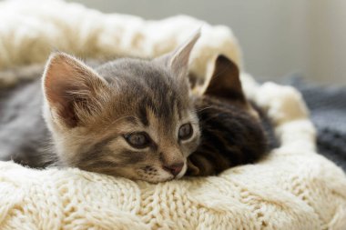İki kahverengi çizgili kedi yavrusu yün bej ekose örgü üzerinde uyur. Küçük sevimli tüylü kedi. Konforlu ev
