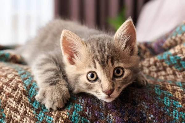 Mały Kot Bawiący Się Łóżku — Zdjęcie stockowe