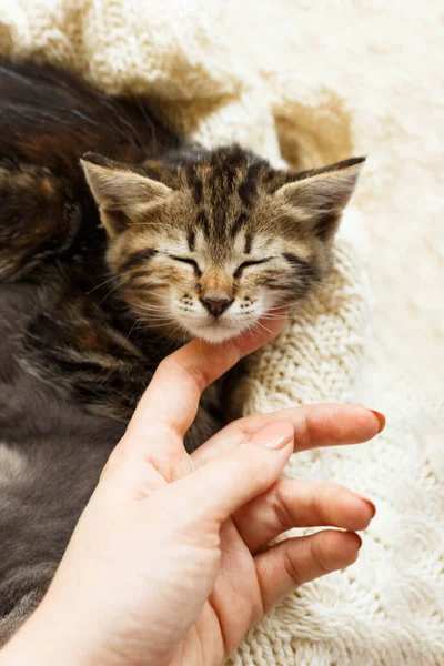 줄무늬 고양이는 모직비지 귀여운 고양이 — 스톡 사진