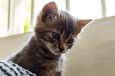 Kafesteki terk edilmiş kedi. Hayvan barınağı. Evcil hayvan edinme umudu