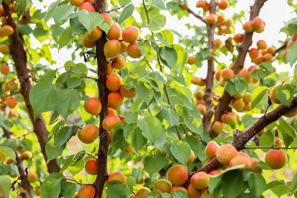 Branches of an apricot tree with ripe fruits in the garden.