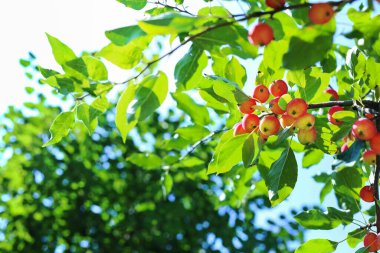 Cennet elmaları yakın plan. Cennet elmaları bir ağaç dalında asılı. Elma ağacı eriği. Çin elması meyvesi yakın plan. Malus prunifolisi