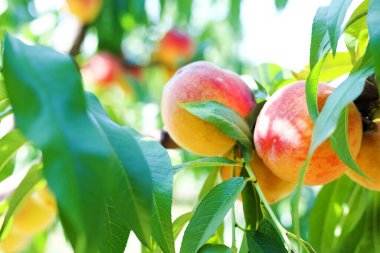 Kırmızı şeftali yeşil yapraklar arasında bir ağaca asılır.