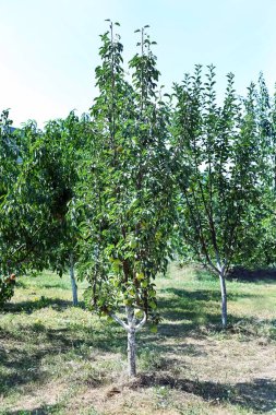 Bahçede olgun armut dolu armut ağacı